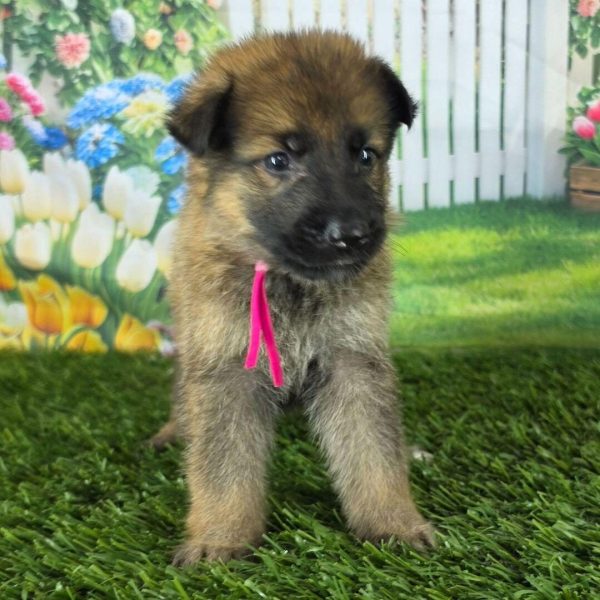 Nancy, German shepherd