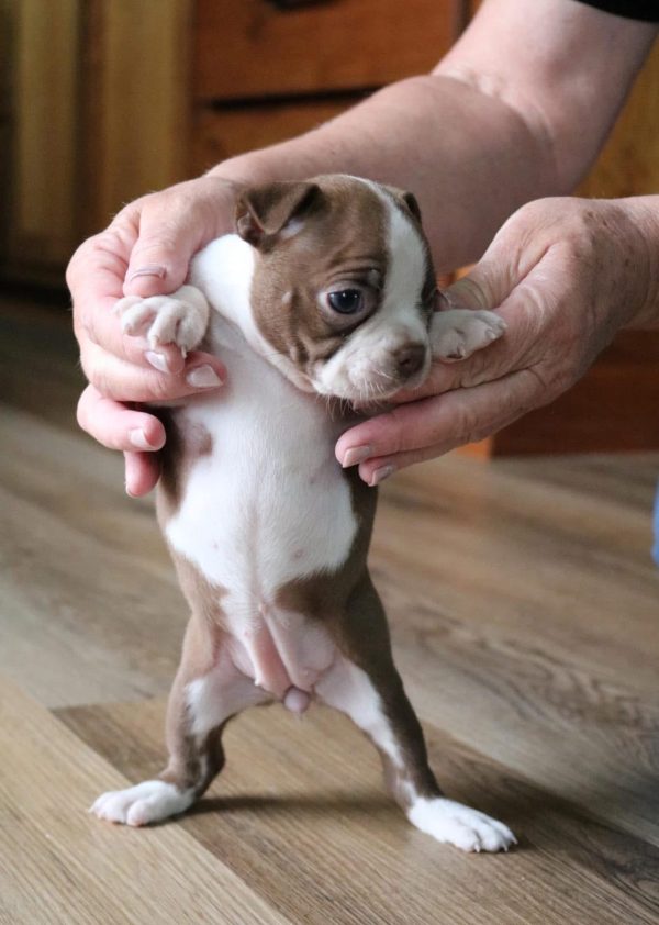 Luna, Boston terrier