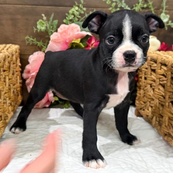 Nelly, Boston terrier
