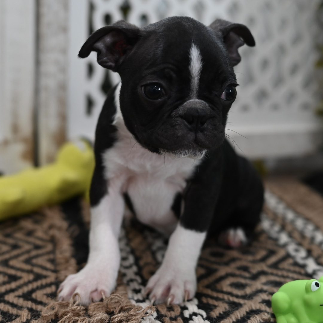 Bosco