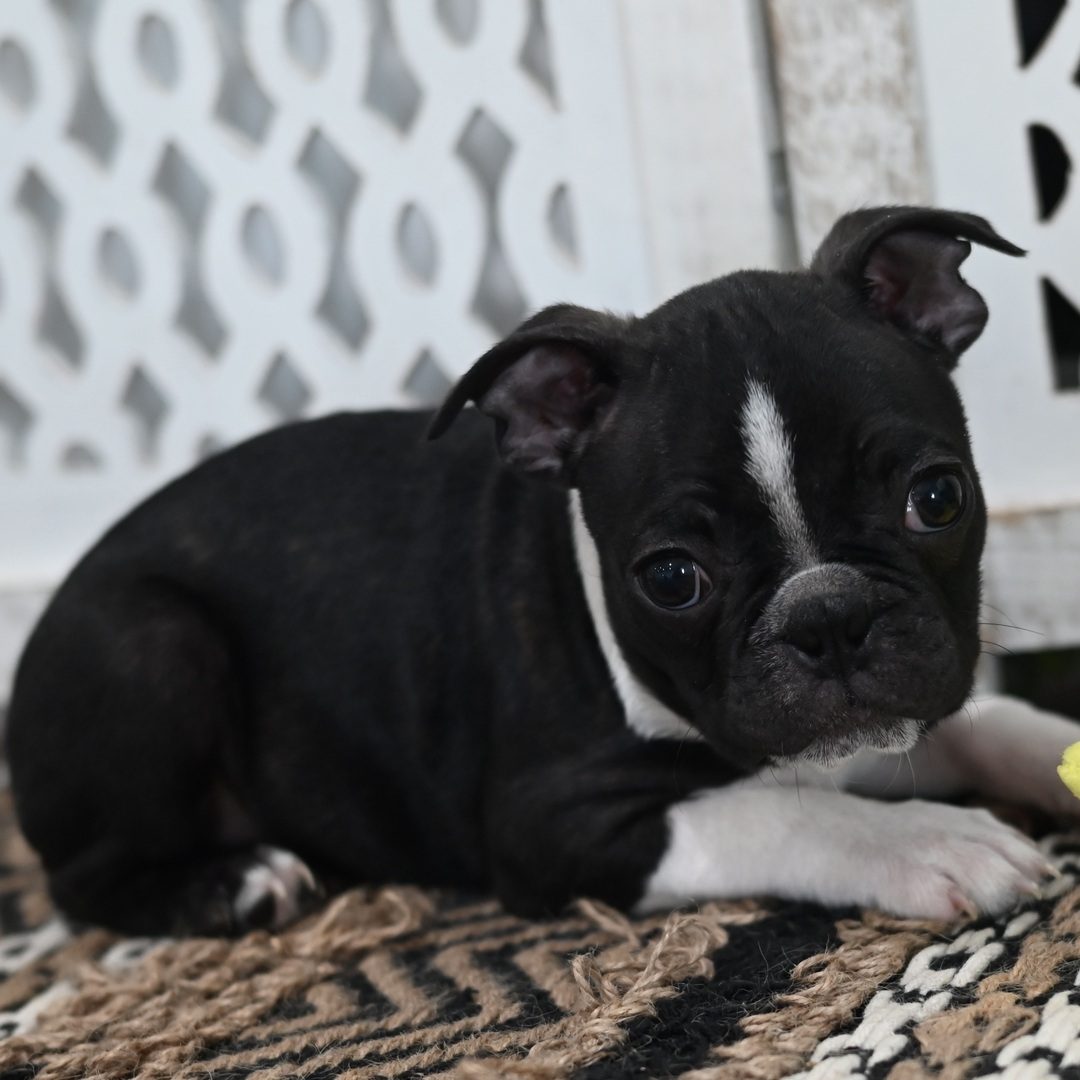 Bosco