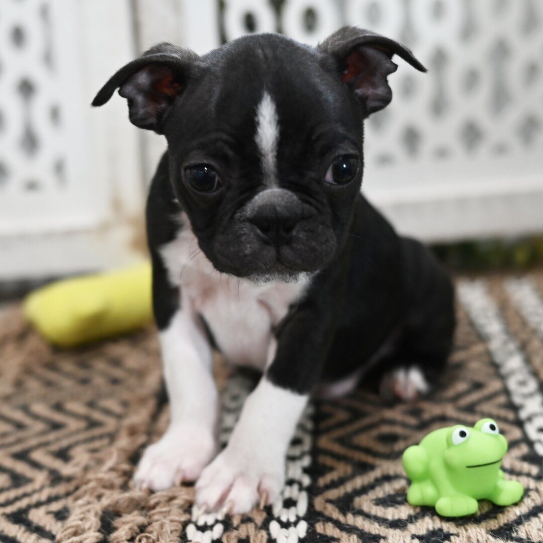Bosco