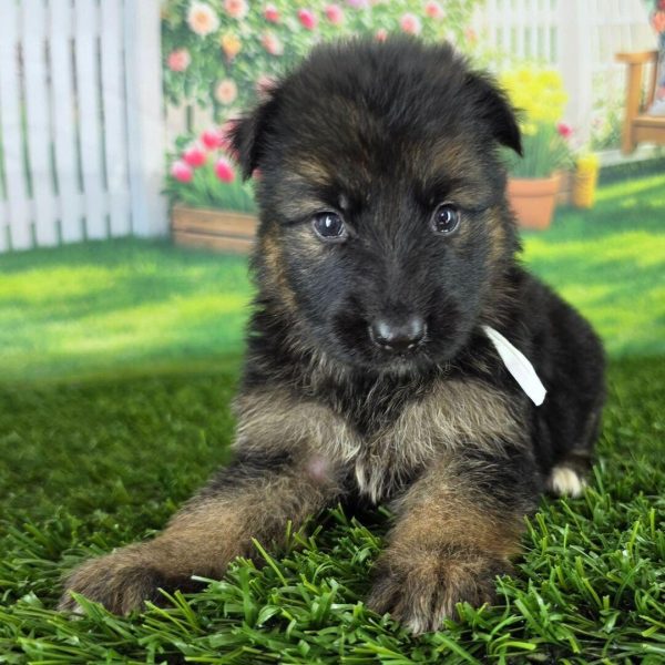 Nora, German Shepherd