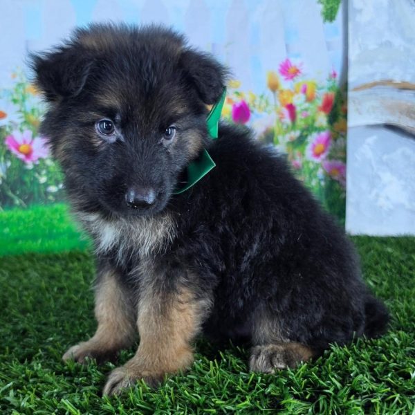 Nathan, German shepherd